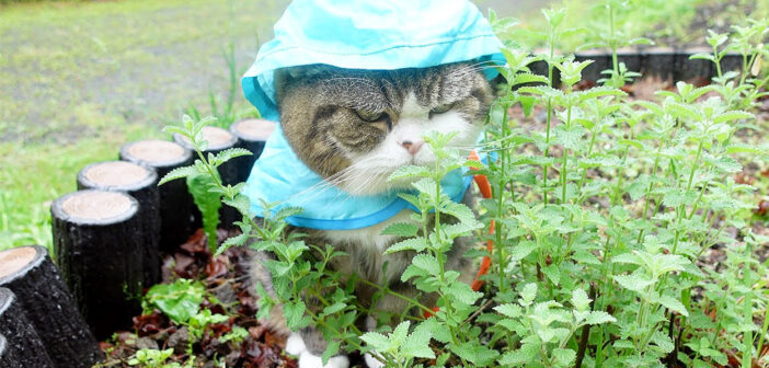 雨の日にカッパを着てお散歩する猫さん。濡れるのもお構いなしに、楽しい時間を過ごす様子にホッコリ (*´ω｀*)♡