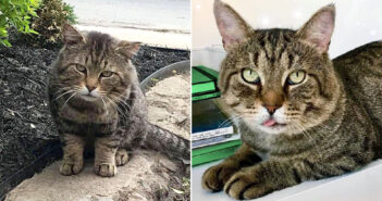 保護された猫