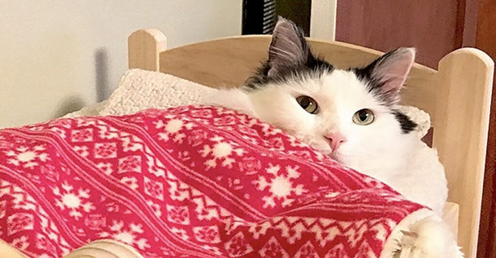 おやすみにゃさ〜い♪」毎晩、眠たくなると自分のベッドに入っていく猫