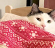 ベッドに入る猫