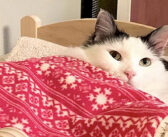 「おやすみにゃさ〜い♪」毎晩、眠たくなると自分のベッドに入っていく猫さんの姿が可愛すぎてキュンとする ( *´艸｀)♡