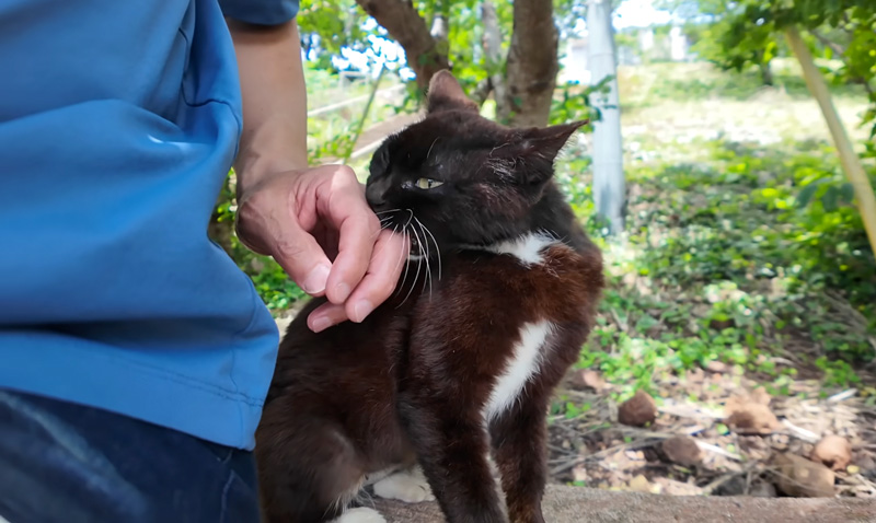 甘噛みしてナデナデを要求する猫