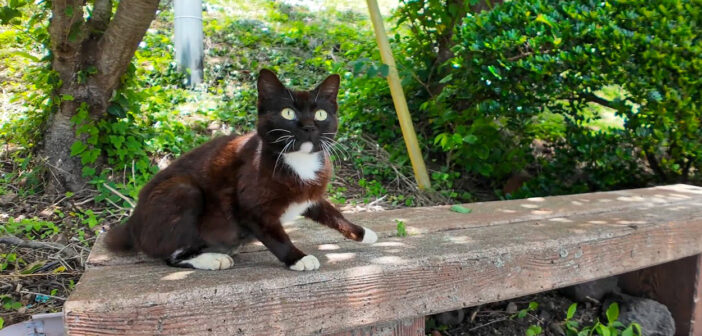 ベンチにいた猫