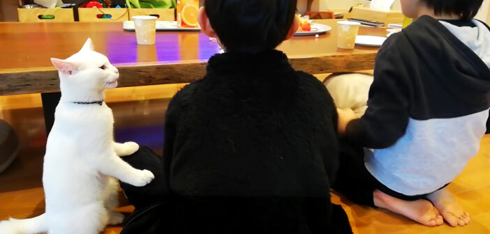 初対面のお兄ちゃんの友達にベタ惚れしちゃった猫さん。満足するまで離れようとしない様子が可愛すぎる♡