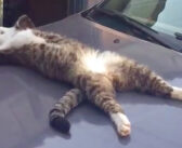 ある日、出かけるために車に向かうと、そこには大の字で眠る猫さんの姿が。近づいて声をかけてみると… ( *´艸｀)♡