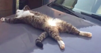 ある日、出かけるために車に向かうと、そこには大の字で眠る猫さんの姿が。近づいて声をかけてみると… ( *´艸｀)♡