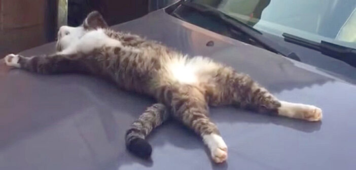 ある日、出かけるために車に向かうと、そこには大の字で眠る猫さんの姿が。近づいて声をかけてみると… ( *´艸｀)♡