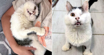 路上で何年も過ごした後、助けを求めて庭のデッキに現れた猫。初めて快適で安全な夜を過ごし、幸せな家猫生活を始める
