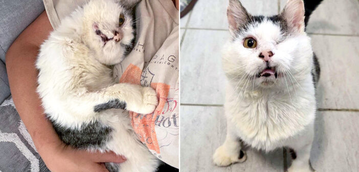 路上で何年も過ごした後、助けを求めて庭のデッキに現れた猫。初めて快適で安全な夜を過ごし、幸せな家猫生活を始める