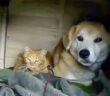 仲良しな犬と猫