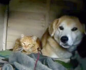 いつの間にか犬小屋で暮らしていた1匹の野良猫。子猫達が産まれて家族が増えると、みんな幸せいっぱいに (*´ω｀*)♪