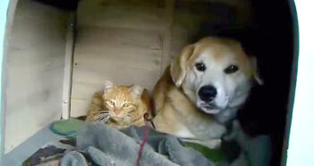 いつの間にか犬小屋で暮らしていた1匹の野良猫。子猫達が産まれて家族が増えると、みんな幸せいっぱいに (*´ω`*)♪ 仲良しな犬と猫