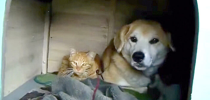 いつの間にか犬小屋で暮らしていた1匹の野良猫。子猫達が産まれて家族が増えると、みんな幸せいっぱいに (*´ω｀*)♪