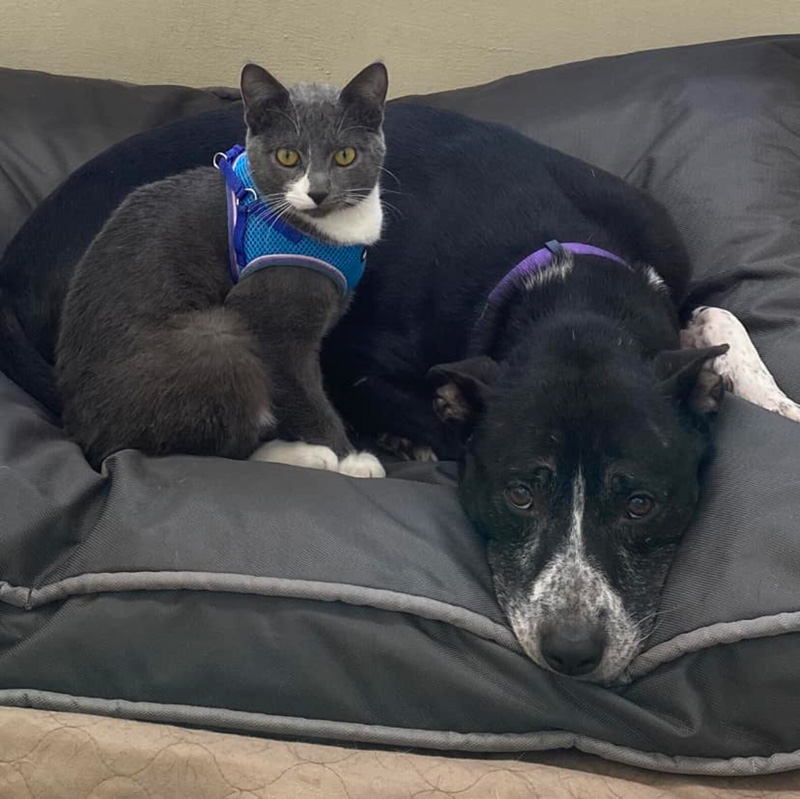 寄り添う犬と猫