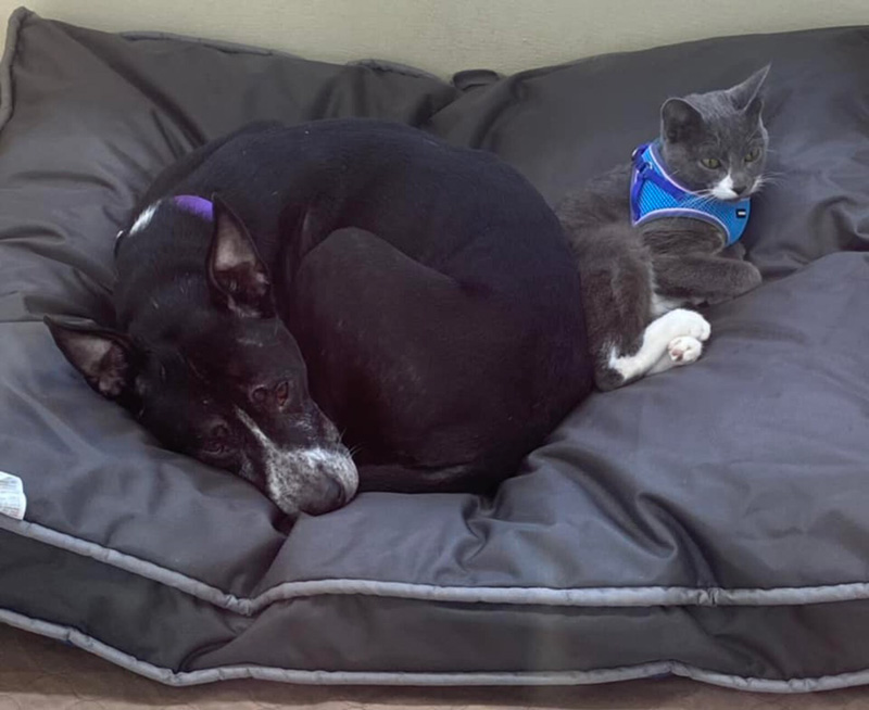 いつもくっついている犬と猫