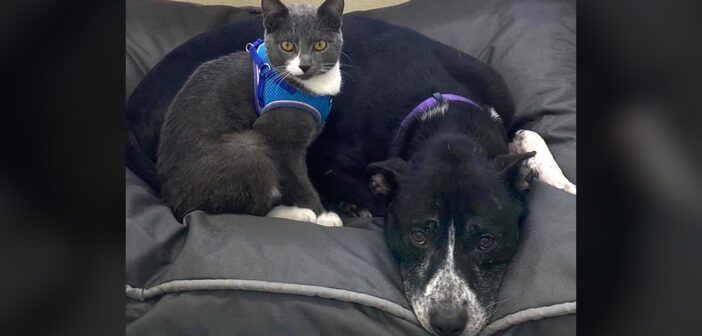 離れない犬と猫