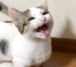 会話する子猫