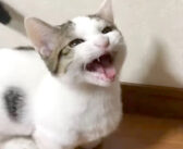 可愛い声でお父さんと一生懸命に会話をする子猫。無事にお願いごとが通じると、とっても嬉しそうな反応が返ってきた♡