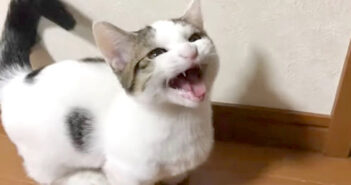 可愛い声でお父さんと一生懸命に会話をする子猫。無事にお願いごとが通じると、とっても嬉しそうな反応が返ってきた♡