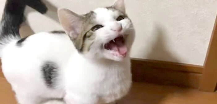 可愛い声でお父さんと一生懸命に会話をする子猫。無事にお願いごとが通じると、とっても嬉しそうな反応が返ってきた♡