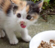 ご飯を食べる三毛猫
