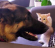 シェパードと子猫
