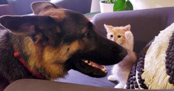 シェパードの住む家に幼い子猫がやって来た！ ふたりがお互いを受け入れて、徐々に親友になっていく様子に心が温まる