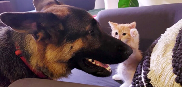 シェパードの住む家に幼い子猫がやって来た！ ふたりがお互いを受け入れて、徐々に親友になっていく様子に心が温まる