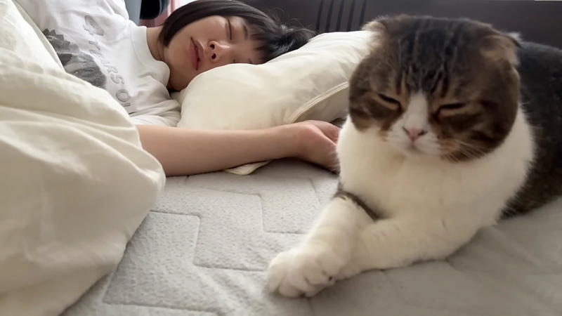 お母さんと一緒に眠る猫