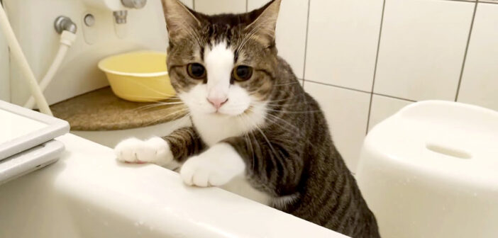 お風呂に入っているお父さんのことが心配で、次々と様子を見に来る猫達。浴室でお父さんを見守る姿がとっても可愛い♡