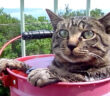 露天風呂に入る猫