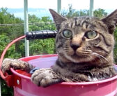 露天風呂が大好きになった猫さん。しっかりと肩まで浸かって、お風呂を楽しむ様子がとっても可愛い (*´ω｀*)♡