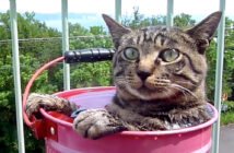露天風呂に入る猫
