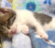 布団で眠る子猫