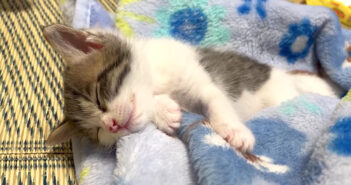 ちゃんと自分のお布団に入って寝る子猫。遊び疲れてピクピクしながら眠る姿にキュンとする ( *´艸｀)♡