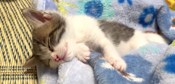 ちゃんと自分のお布団に入って寝る子猫。遊び疲れてピクピクしながら眠る姿にキュンとする ( *´艸｀)♡