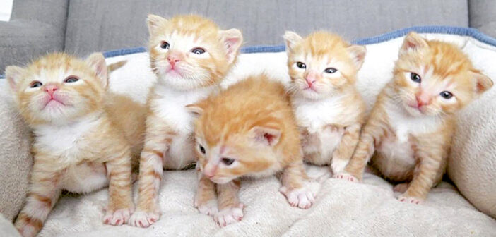 ガレージの棚の中に取り残されていた子猫達。保護先の家族の温かい愛情で元気を取り戻し、新しい毎日を歩み始める！