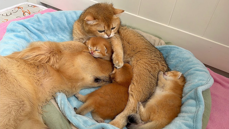 子猫達に恋したゴールデンレトリバー