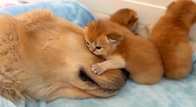 子猫にもみくちゃにされる犬