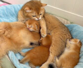 初めて子猫達を見たゴールデンレトリバー。一瞬で子猫達に恋しちゃったようで、可愛すぎる反応が返ってきた ( *´艸｀)♡