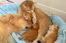 子猫達に恋したゴールデンレトリバー