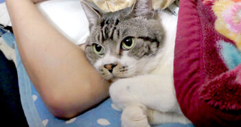 大好きな飼い主さんとの添い寝が嬉しくて、大音量のゴロゴロ音が止まらなくなった猫。幸せすぎて鼻息も凄いことに♡ 添い寝する猫