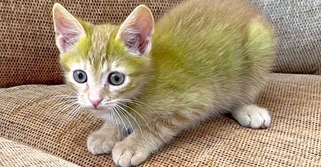 緑猫 green_cat_title-1024x534.jpg