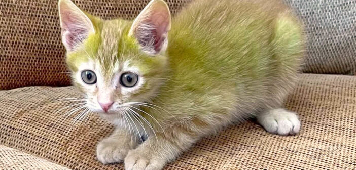 家族に迎えることに決めた子猫と初めて会った男性。子猫の毛が緑色だと分かって衝撃を受ける (*ﾟ0ﾟ)！