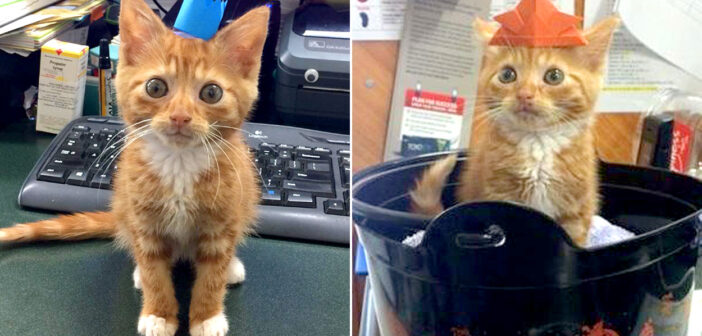子猫の大きさのまま成長が止まった猫。自分のことを愛してくれる家族との出会いが、その後の人生を永遠に変える