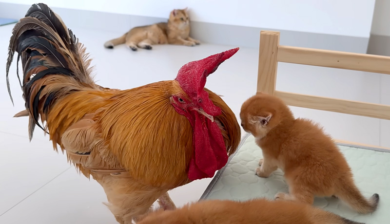 子猫達が気になるニワトリ