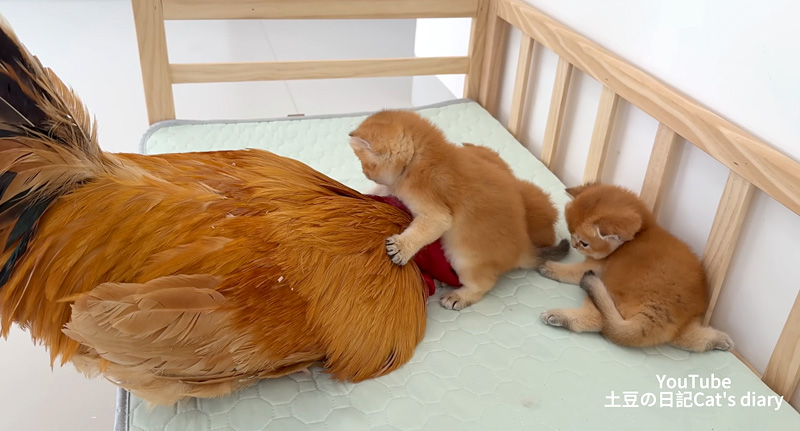 子猫達の遊び相手になるニワトリ