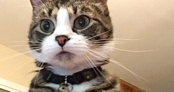 犯人は猫