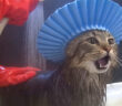 シャンプーハットをかぶる猫