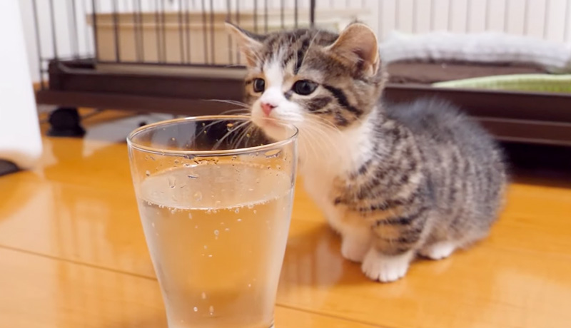 初めて見る炭酸が気になる子猫